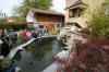 Petit bassin  koi en Alsace : les premires photos  33 
