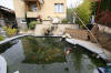Petit bassin  koi en Alsace : les premires photos  30 