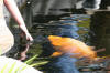 bassin a Ko dans un jardin Alsace 2007 - 2  9 