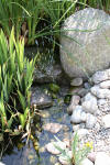bassin a Ko dans un jardin Alsace 2007 - 2  4 