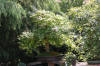bassin a Ko dans un jardin Alsace 2007 - 3  29 