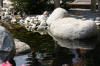 bassin a Ko dans un jardin Alsace 2007 - 3  18 