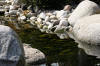 bassin a Ko dans un jardin Alsace 2007 - 3  7 