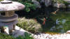 Un jardin Japonais au Japon set de photos 1  19 