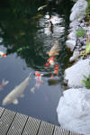 Garden party in Germany - le bassin - the pond 2  39 