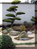 Bassin a ko et jardin Japonais Richert 1 - suite 1  11 