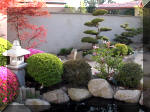 Bassin a ko et jardin Japonais Richert 1 - suite 2  12 