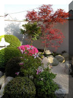Bassin a ko et jardin Japonais Richert 1 - suite 2  16 