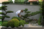 Bassin a ko et jardin Japonais Richert 1 - suite 2  30 