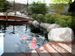 Bassin a ko et jardin Japonais Richert 2 - la rabilitation  10 
