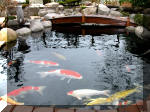 Bassin a ko et jardin Japonais Richert 2 - la rabilitation  11 