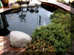 Bassin a ko et jardin Japonais Richert 2 - la rabilitation  17 