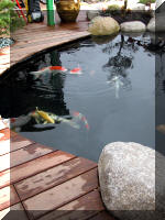 Bassin a ko et jardin Japonais Richert 2 - la rabilitation  21 