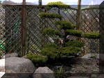 Bassin a ko et jardin Japonais Richert 2 - la rabilitation  23 