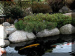Bassin a ko et jardin Japonais Richert 2 - la rabilitation  27 