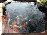 Bassin a ko et jardin Japonais Richert 2 - les finitions  10 