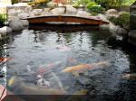 Bassin a ko et jardin Japonais Richert 2 - les finitions  13 
