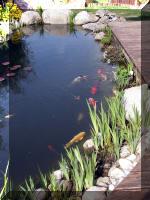 Bassin a ko et jardin Japonais Richert 3 - Le jardin Japonais  19 