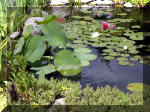 Bassin a ko et jardin Japonais Richert 4 - Le jardin Japonais  2 