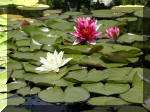 Bassin a ko et jardin Japonais Richert 4 - Le jardin Japonais  3 