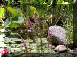 Bassin a ko et jardin Japonais Richert 4 - Le jardin Japonais  7 