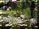 Bassin a ko et jardin Japonais Richert 4 - Le jardin Japonais  4 