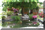 Bassin a ko et jardin Japonais Richert 5 - Le jardin Japonais  2 