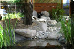 Bassin a ko et jardin Japonais Richert 5 - Le jardin Japonais  4 