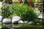 Bassin a ko et jardin Japonais Richert 5 - Le jardin Japonais  10 
