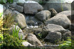 Bassin a ko et jardin Japonais Richert 5 - Le jardin Japonais  20 