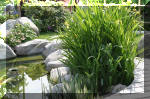 Bassin a ko et jardin Japonais Richert 5 - Le jardin Japonais  28 