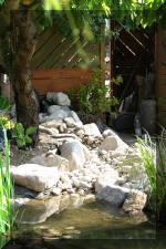 Bassin a ko et jardin Japonais Richert 5 - Le jardin Japonais  32 