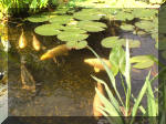 Le bassin de jardin d'Aquatechnobel de jour 9  7 