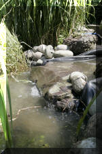 Rhabiltation d'un bassin du Branois - plantation des plantes aquatiques   3 