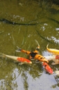 Aquatechnobeliens