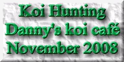 Koi Hunting of Danny's koi caf november 2008 - Danishi  1 