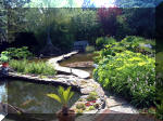 Le jardin aquatique de rve du Condroz - Printemps 2003  5 