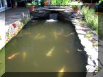 Le jardin aquatique de rve du Condroz - Printemps 2003  4 
