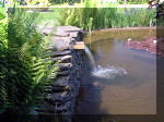Le jardin aquatique de rve du Condroz - Printemps 2003  6 