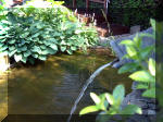 Le jardin aquatique de rve du Condroz - Printemps 2003  9 