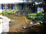 Le jardin aquatique de rve du Condroz - Printemps 2003  8 
