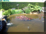 Le jardin aquatique de rve du Condroz - Printemps 2003  10 