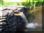 Le jardin aquatique de rve du Condroz - Printemps 2003  11 