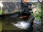Le jardin aquatique de rve du Condroz - Printemps 2003  14 