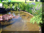Le jardin aquatique de rve du Condroz - Printemps 2003  15 