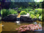 Le jardin aquatique de rve du Condroz - Printemps 2003  16 