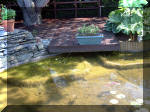 Le jardin aquatique de rve du Condroz - Printemps 2003  17 
