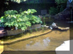 Le jardin aquatique de rve du Condroz - Printemps 2003  18 