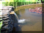 Le jardin aquatique de rve du Condroz - Printemps 2003  21 