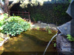 Le jardin aquatique de rve du Condroz - Printemps 2003  23 
